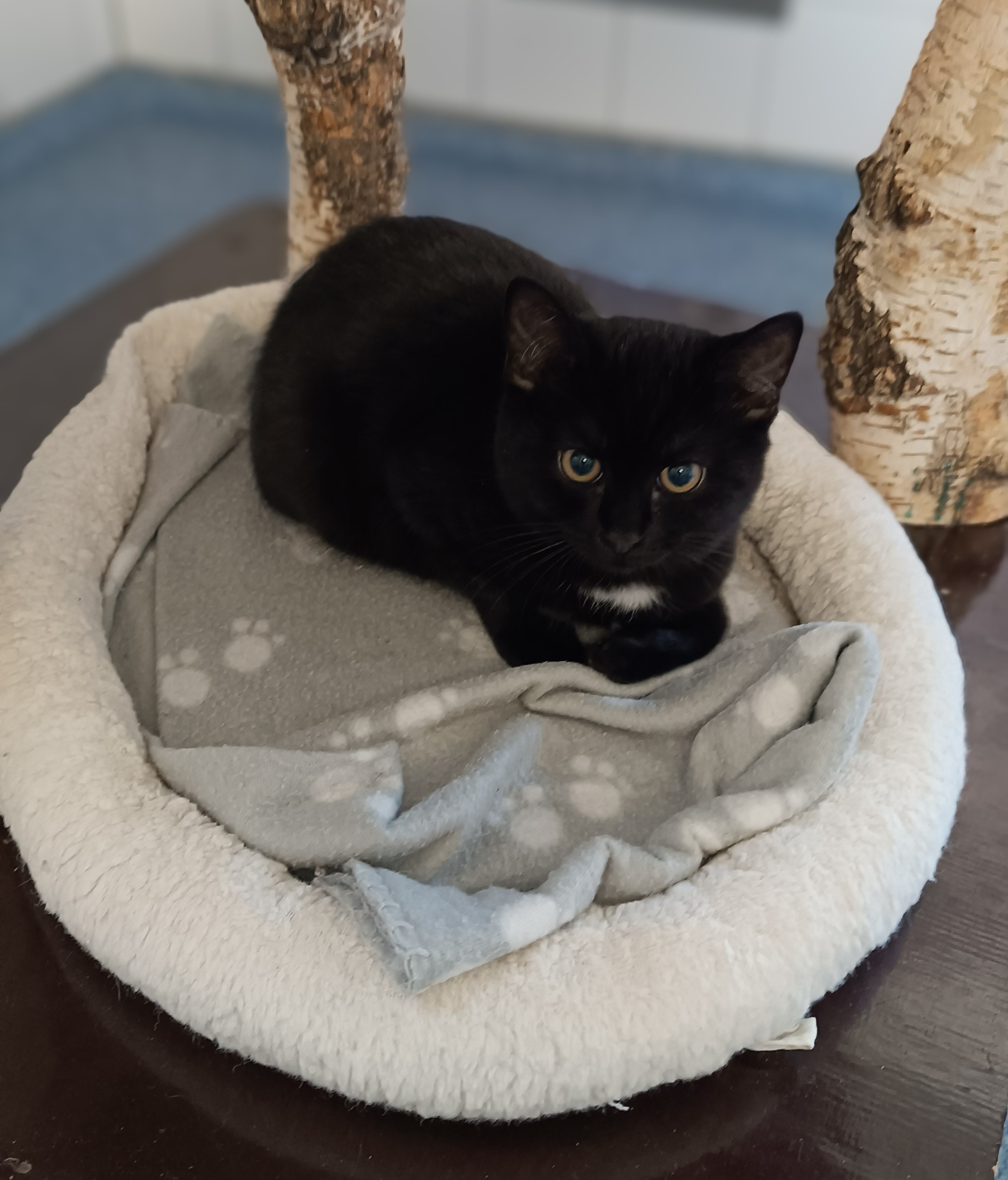 Kitten schwarz 1.jpg